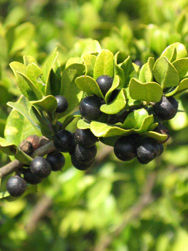              Sun leaves (Riverside, CA)       